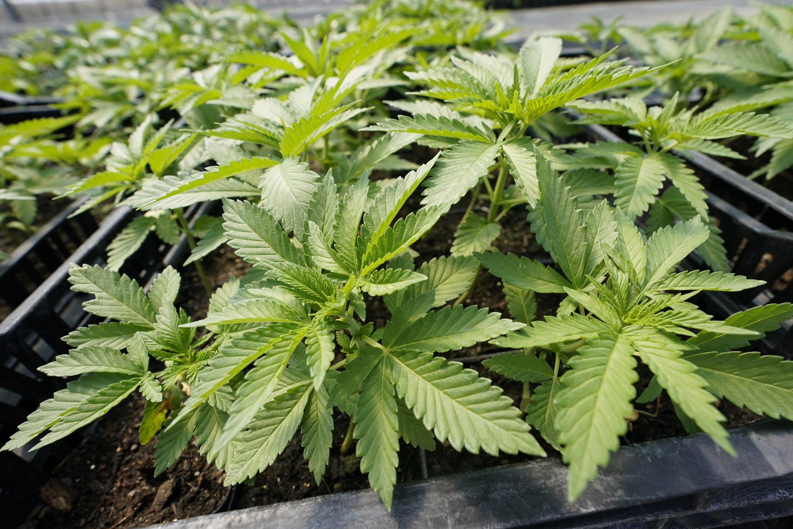 Cannabis Regulations Explored In Naugatuck My Citizens News Vaporizers
